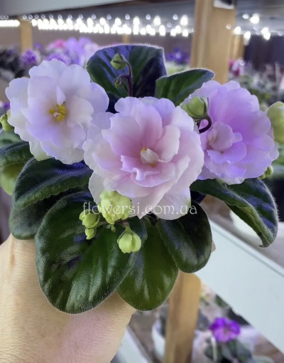 Фіалка Ален-Китиці Хмілю