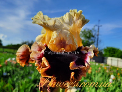 Ирис Хайе Лав –Higher Love  Johnson Год - 2017