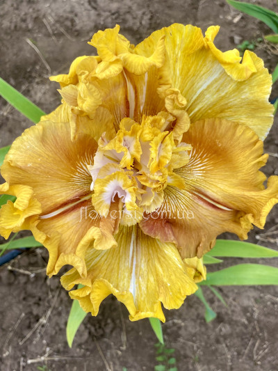  Ирис Вай Би Нормал (Why Be Normal) 