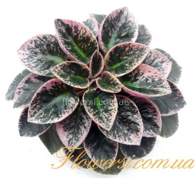 Фиалка  Cajun's Lil Sprinklers (B.Thibodeaux)