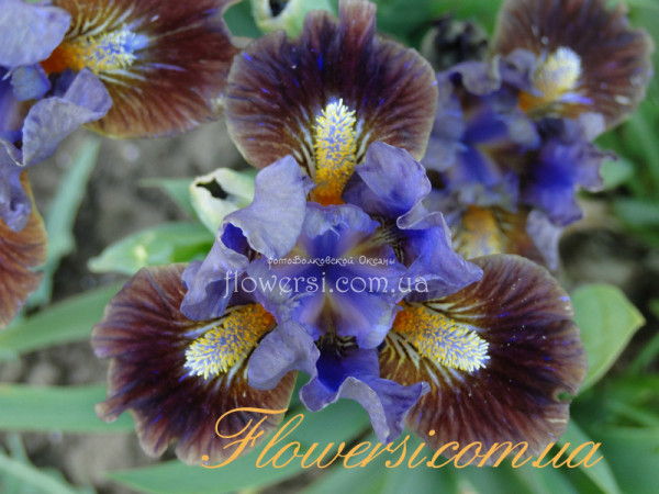  Ирис  Кейнайн Кейпэр (Canine Caper)