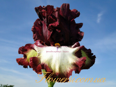  Ирис  Класс Ринг (Class Ring)