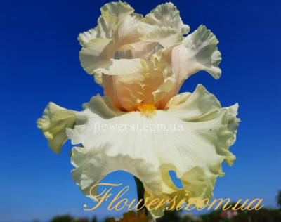 Ирис Чаризматик (Charismatic)  