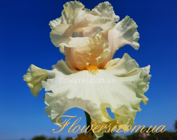 Ирис Чаризматик (Charismatic)  