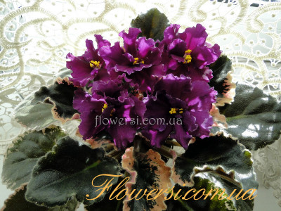 Фиалка Ян-Талисман (Пуминова)