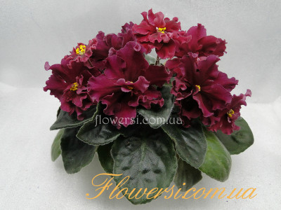 Фиалка ЛЕ-Бетельгейзе