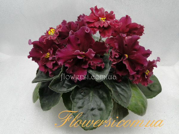 Фиалка ЛЕ-Бетельгейзе