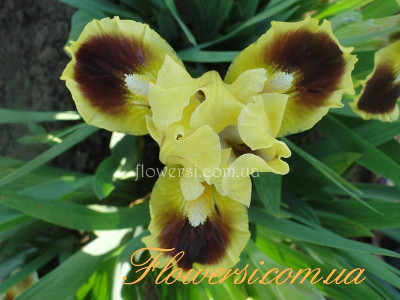 Ирис  Джазаматаз (Jazzamatazz)