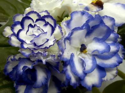 Фиалка Pat Tracey (Tracey)