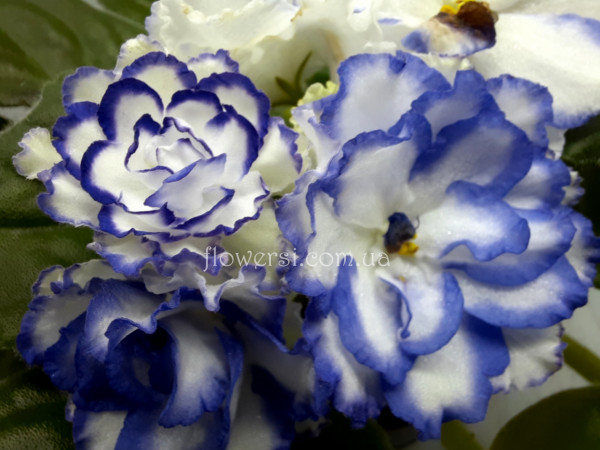 Фиалка Pat Tracey (Tracey)