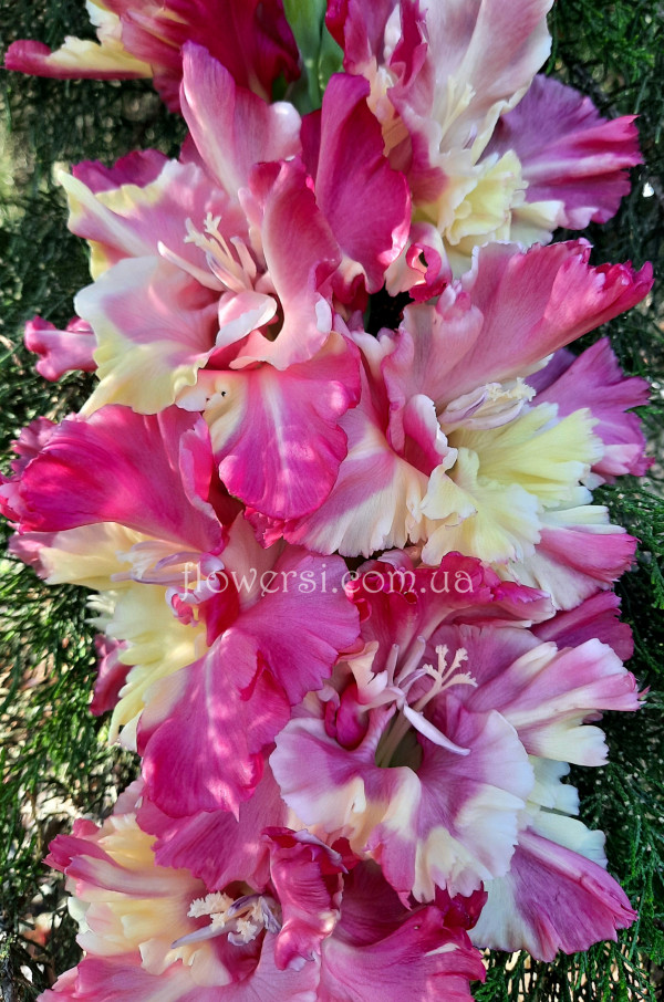 Гладiолус Хан-Тенгрi 