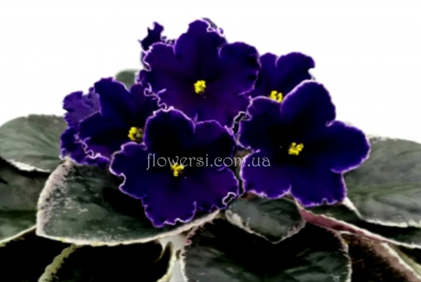 Фиалка РС-Бархат Ночи