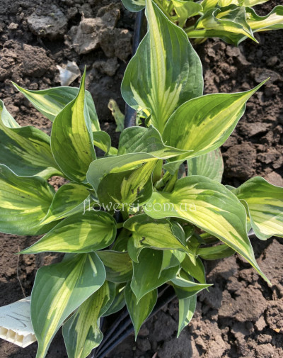 Купить Хоста Whirlwind (Вихрь) 