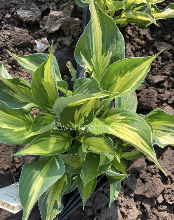 Купить Хоста Whirlwind (Вихрь) 