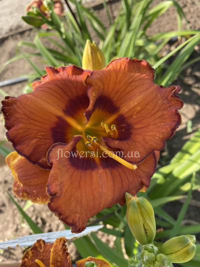 Сеянец №2 (Сіянець Г.Витiвськой)