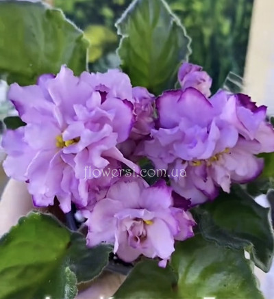 Фіалка Ален-Карамель-Блюз 