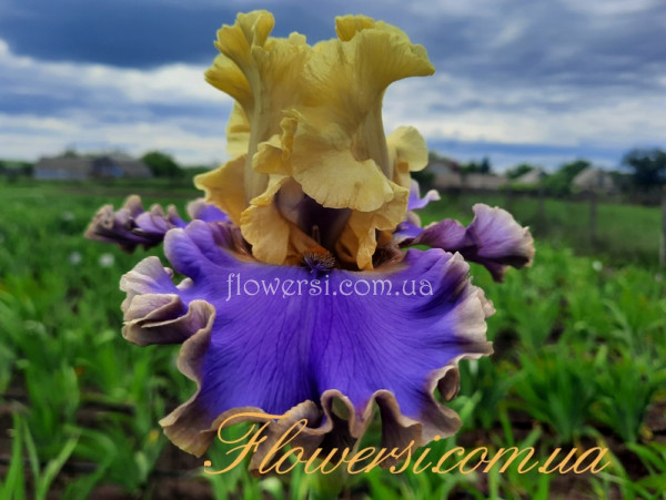 Ирис Дрим Эбаут Ю – Dream About You- - Johnson  