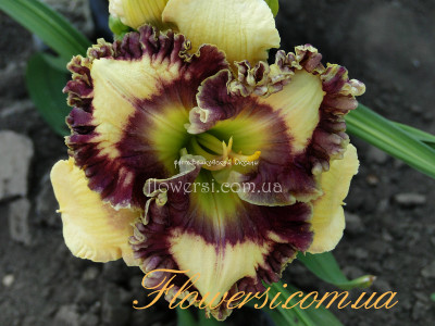 Лилейник гибридный Happy Happy (Хеппи Хеппи)