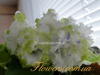 Фиалка РМ-Лориана 