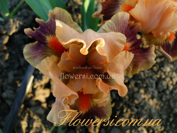 Ирис  День Победы (Den Pobedy)