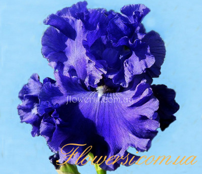  Ирис Балтик Си (Baltic Sea)