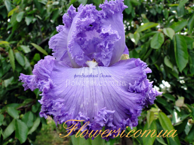 Ирис Супер Модель (Super Model) 