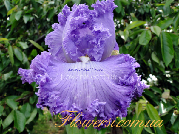 Ирис Супер Модель (Super Model) 