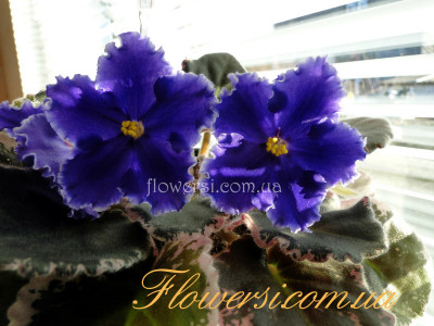 Фиалка К-Небесная Синь