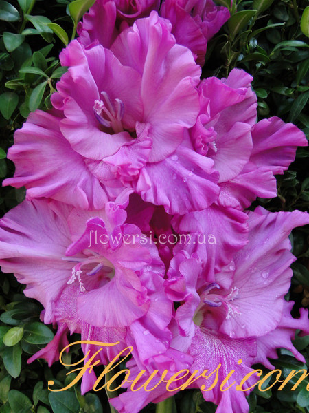 Гладiолус Сiреневий Шёлк