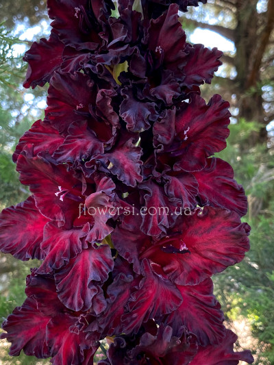 Гладiолус Жемчужiна Дракона  