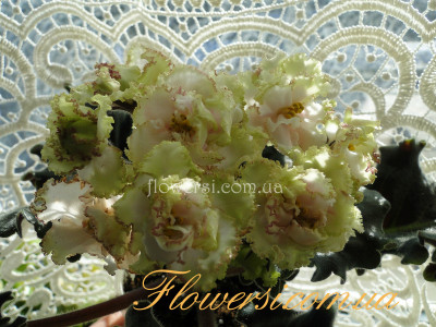 Фиалка РС-Лесное Кружево 