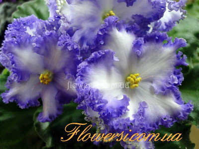 Фиалка Party Cloudy (Boone)