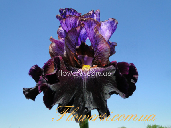 Ирис Ван оф э Кайнд (One of a Kind )