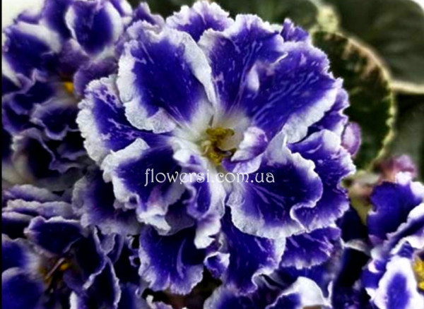 Фиалка БР - Грозы   