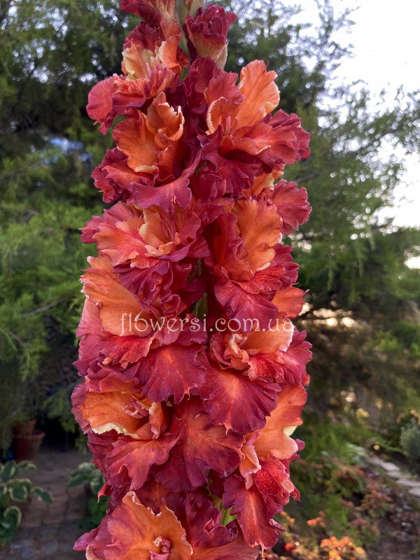 Гладiолус Восставший  із пепла 