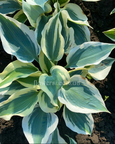 Хоста Хоста Blue Ivory (Блю Айвори) 