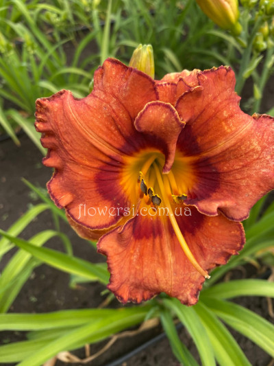 Сеянец №3 (Сіянець Г.Витiвськой)