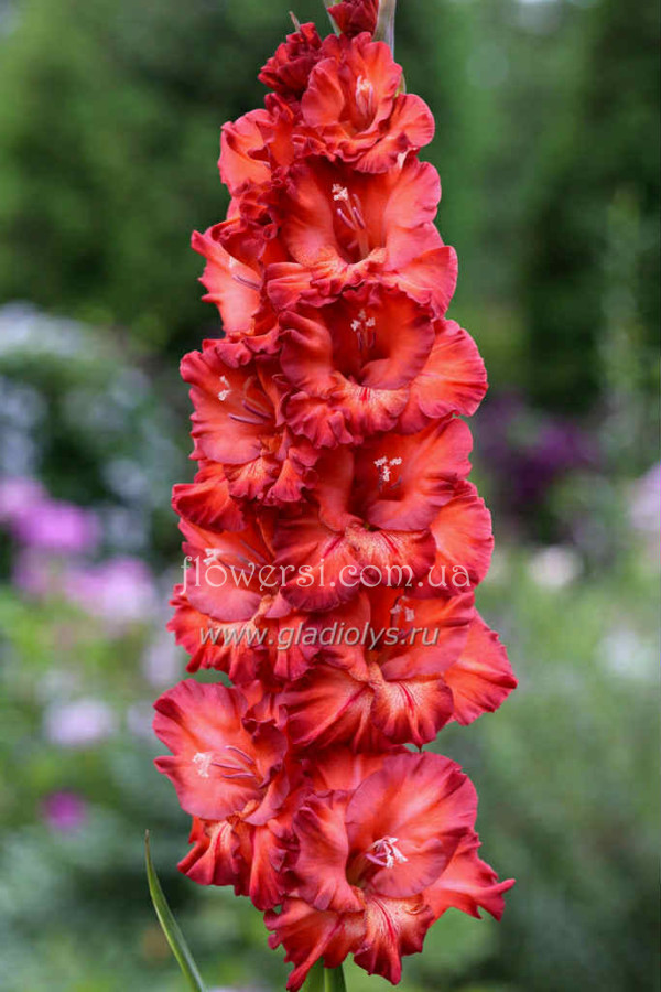 Мідна діадема 