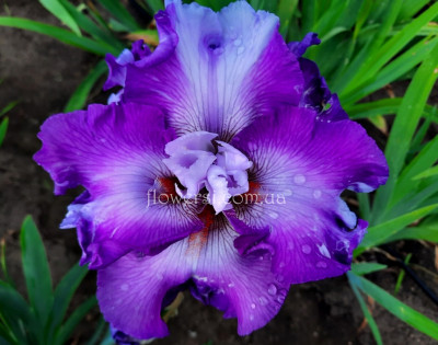  Ирис  Фул Дисклосур (Full Disclosure) 