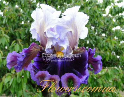 ирис Мегарич (megarich)