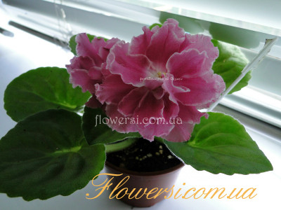 Фиалка НК-Щастя Є ! 