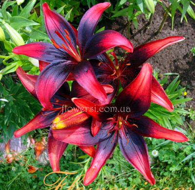 Лілія Азіатський гібрид Olina (Оліна)