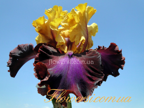 Ирис Апе Хенд (Upper Hand)