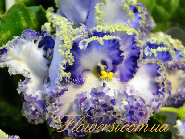 Фиалка Curly Ocean (Пенный океан)