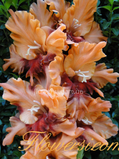 Гладiолус Вкус Меда 