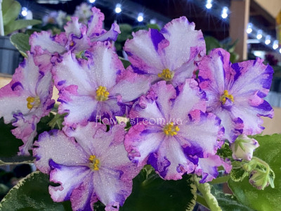 Фиалка ЛЕ-Настя