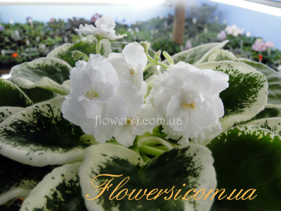 Фиалка РС-Белая Магия
