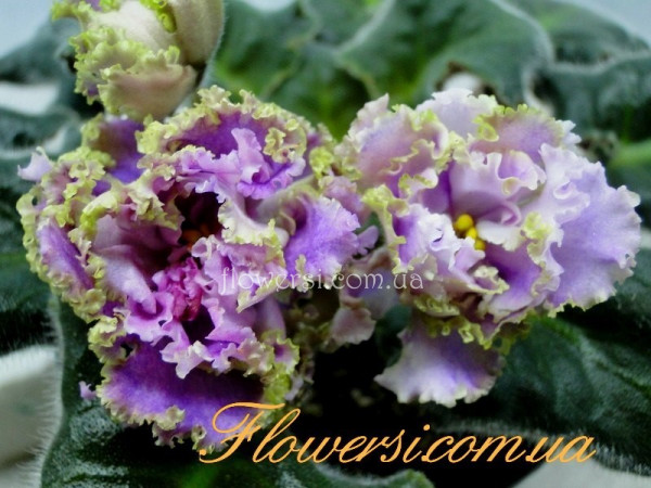 Фиалка ЛЕ-Принцесса Персии
