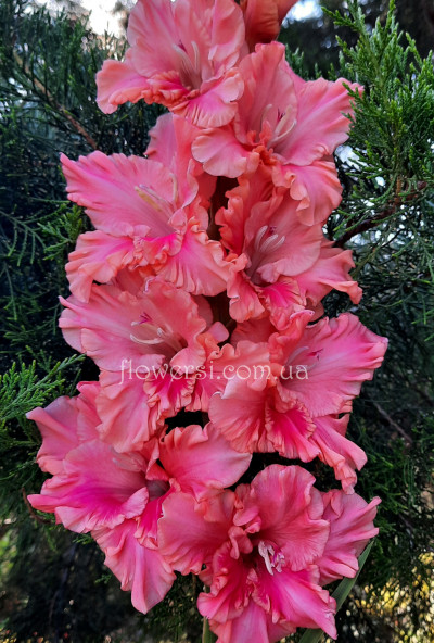 Гладiолус Задорний Танец 