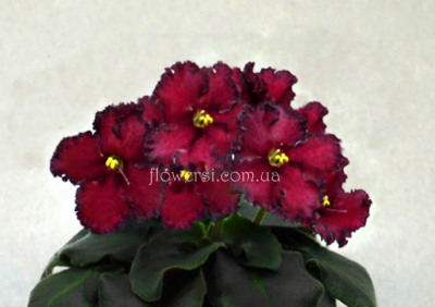  Фиалка РС-Премиум (полумини)